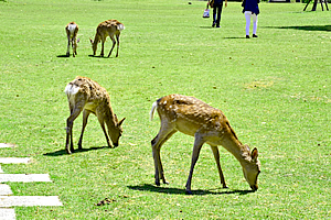 奈良公園